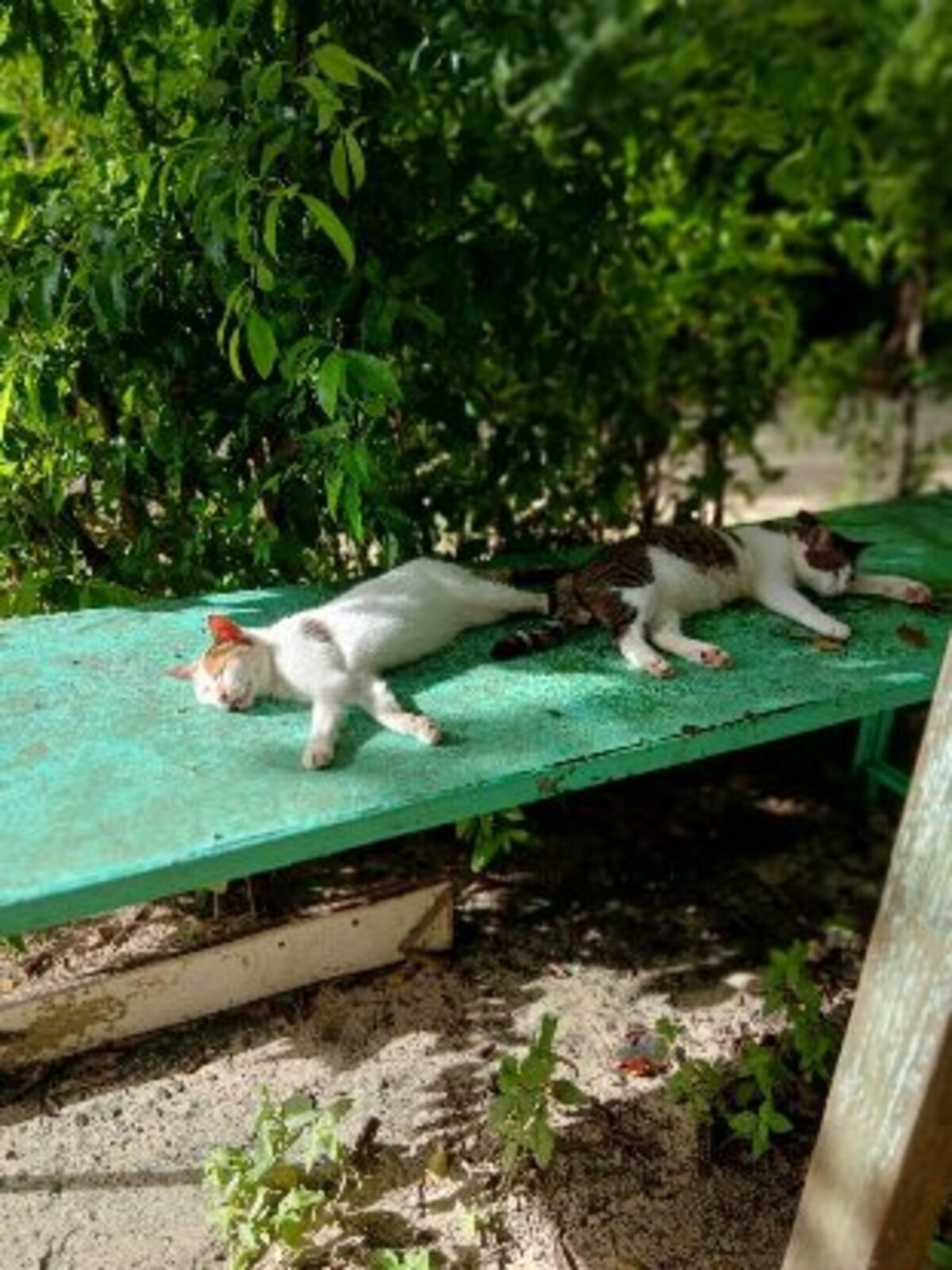 Adoption Monoeil & tiga