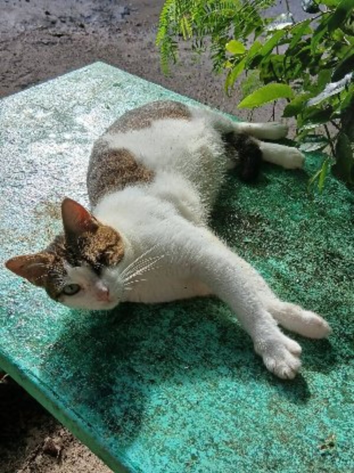 Adoption Monoeil & tiga
