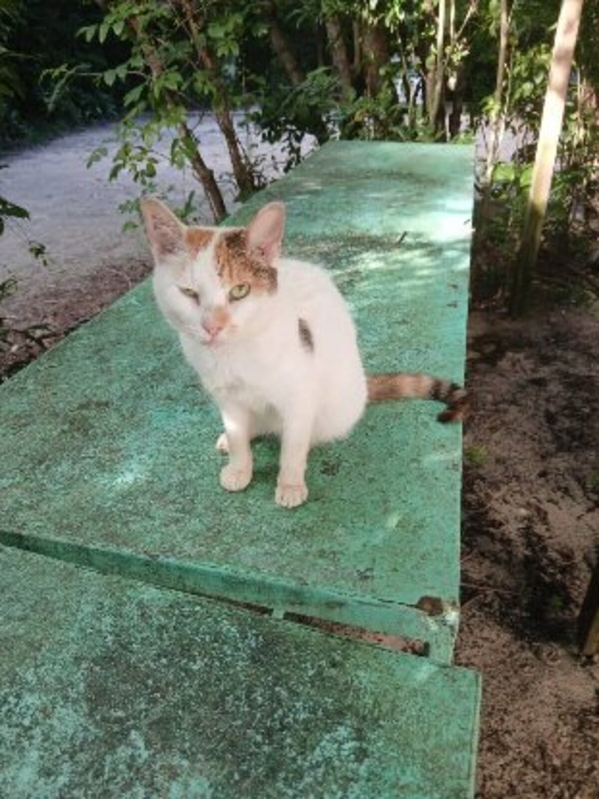 Adoption Monoeil & tiga