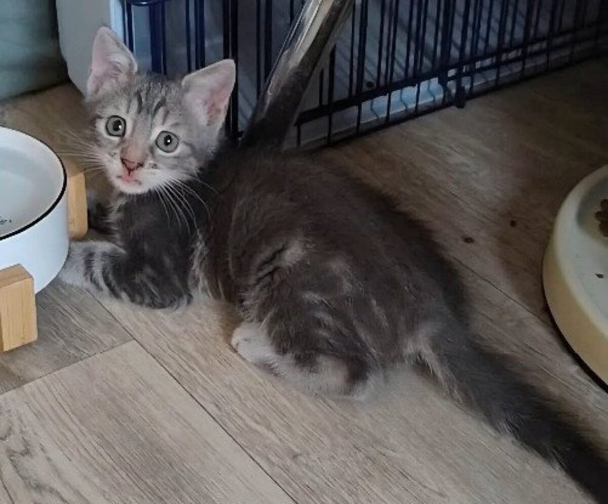 Adoption Mononoke petite de iska