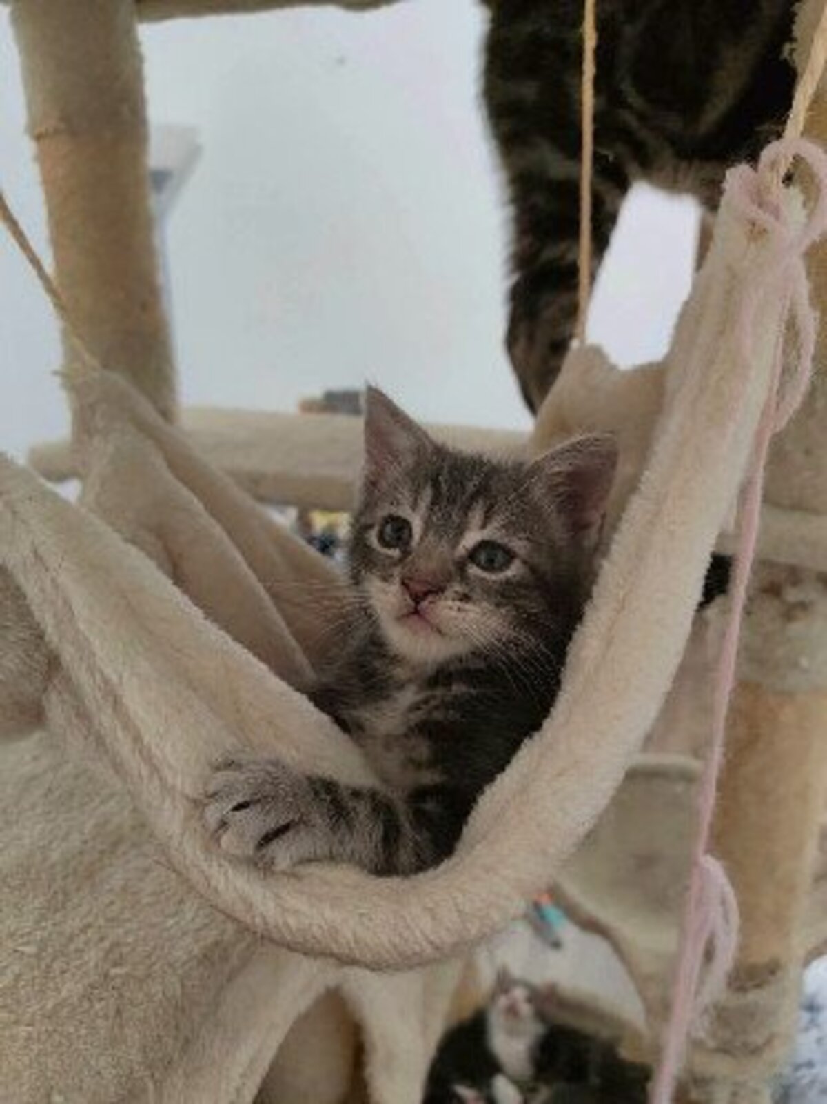Adoption Mononoke petite de iska