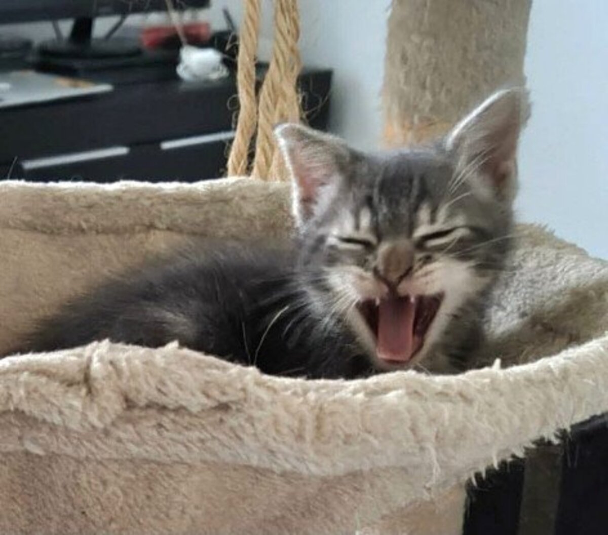 Adoption Mononoke petite de iska