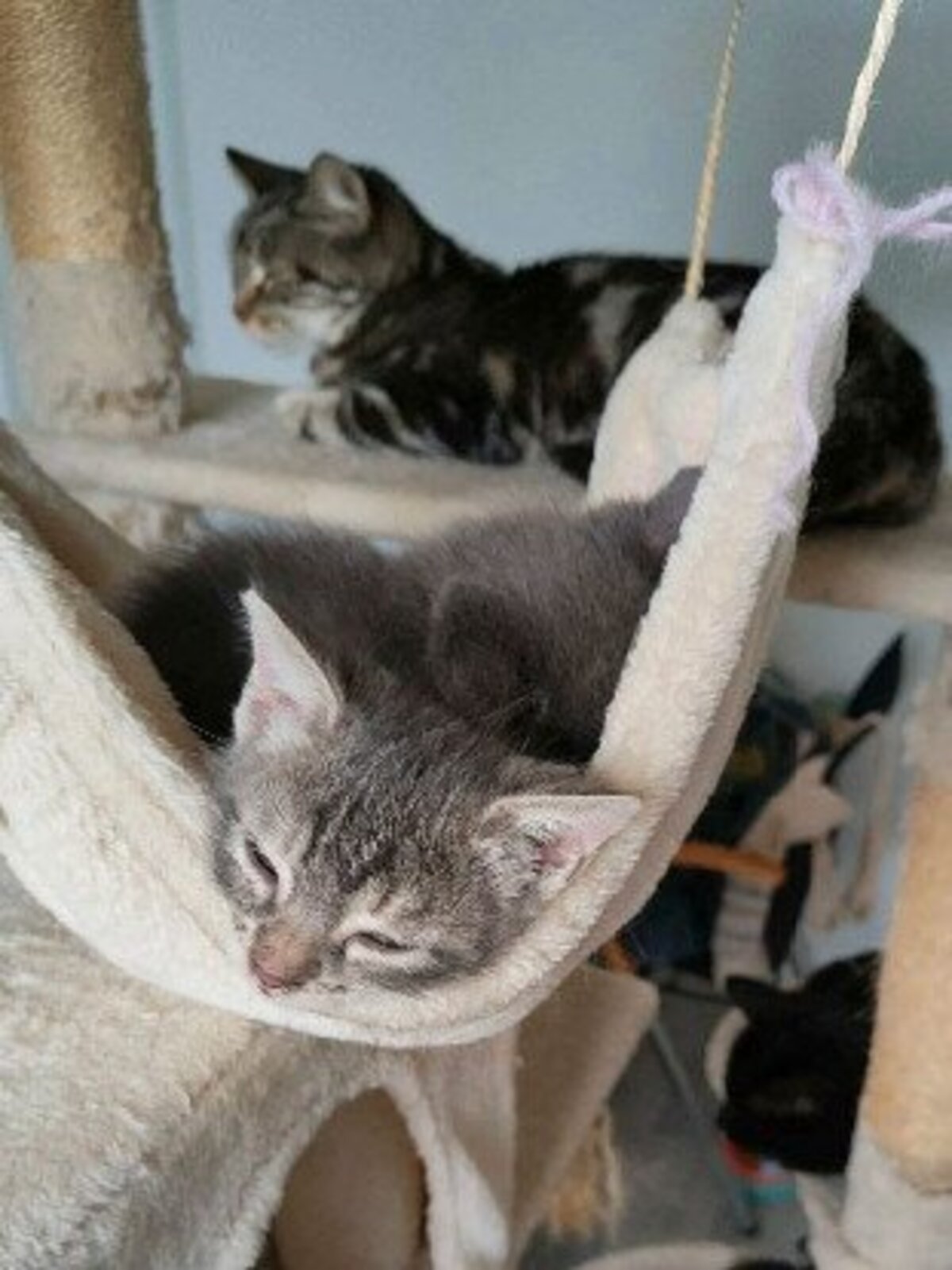 Adoption Mononoke petite de iska