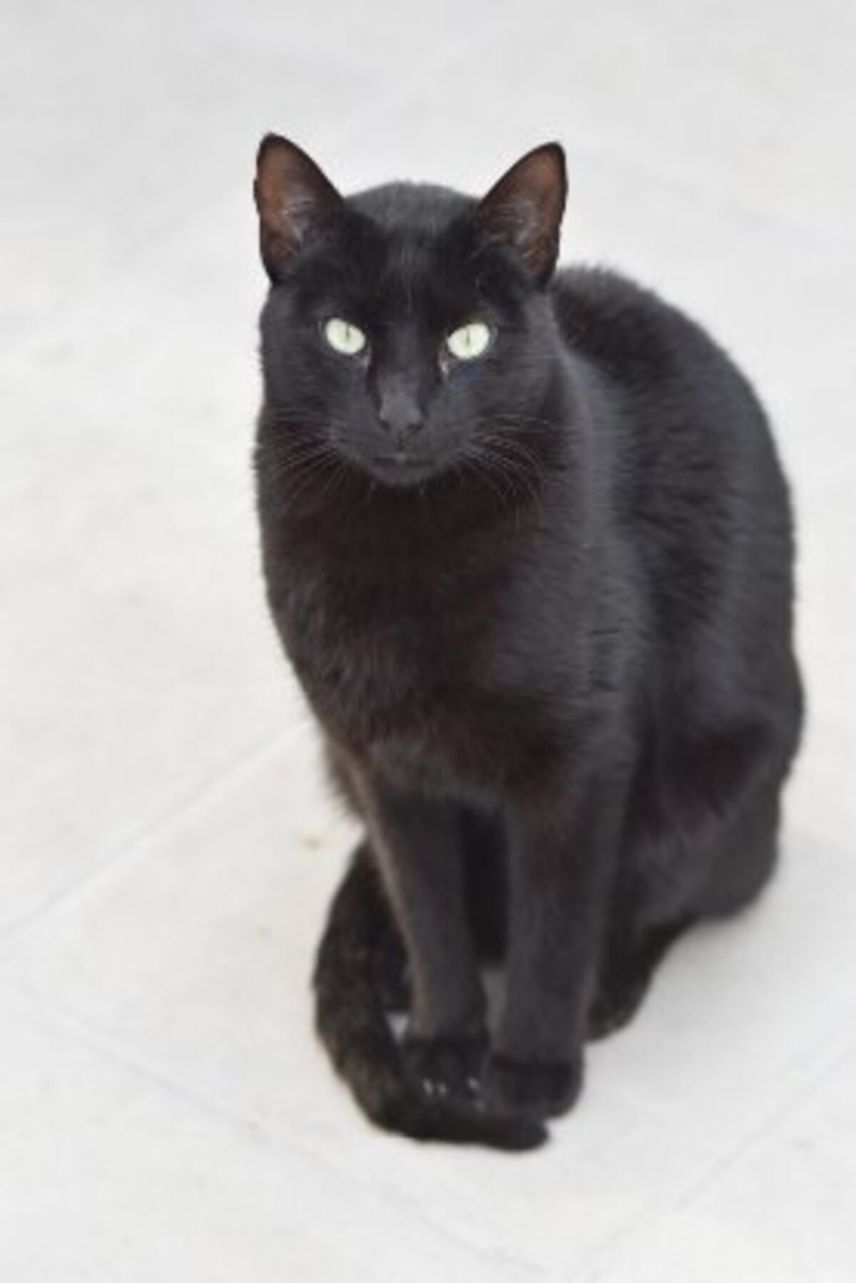 Adoption Morgan