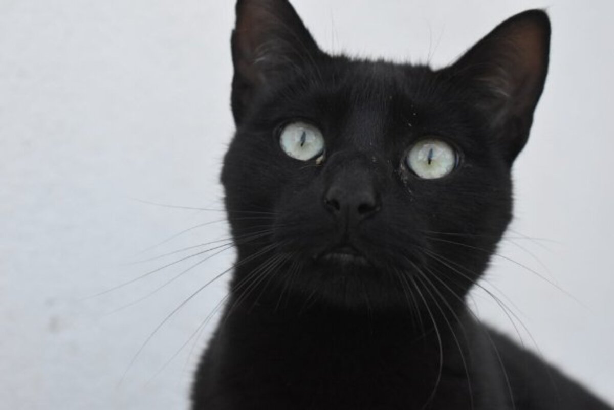 Adoption Morgan