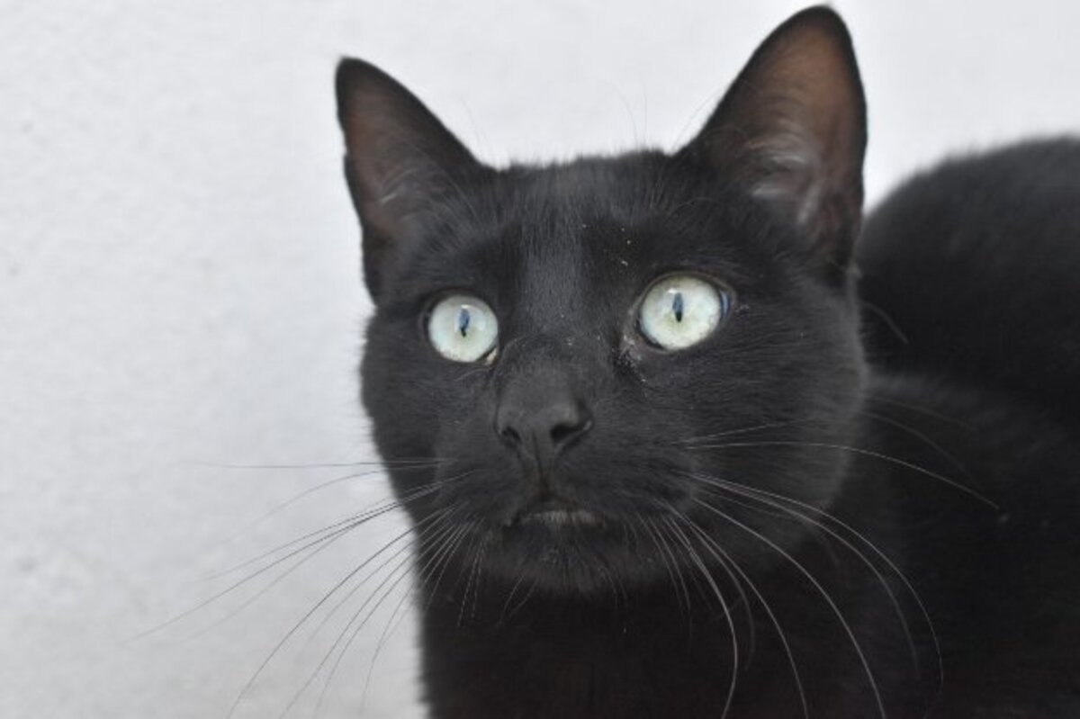 Adoption Morgan