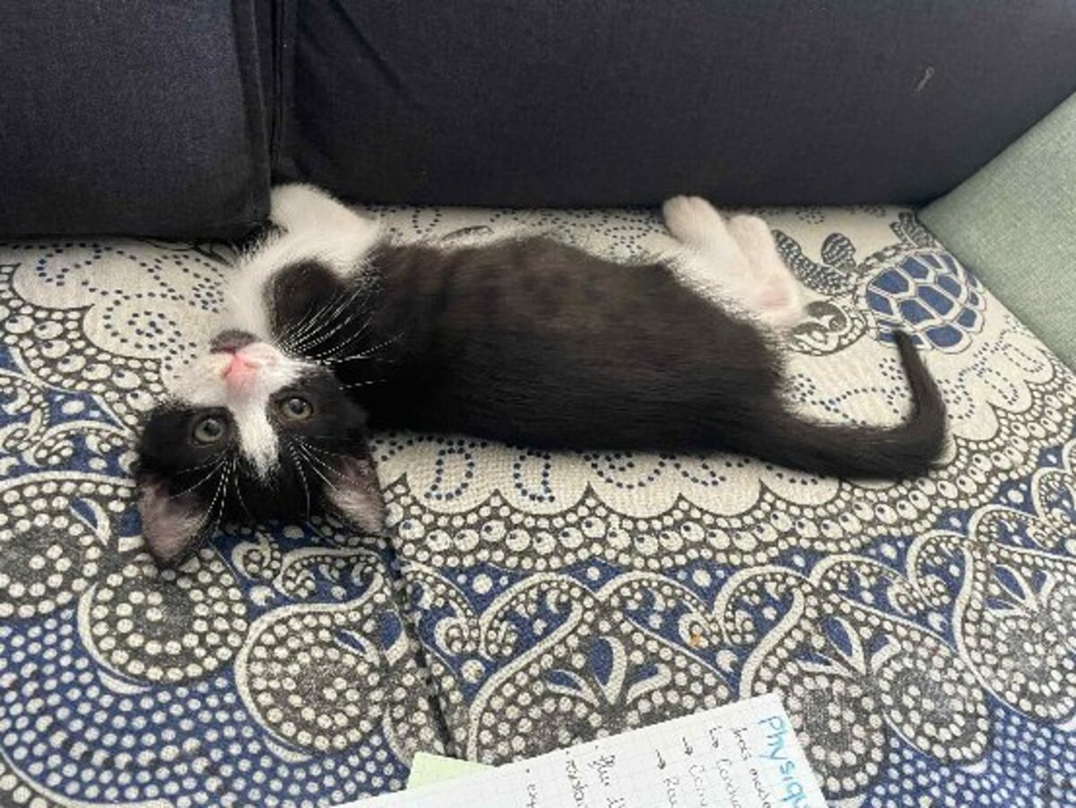Adoption Moshi