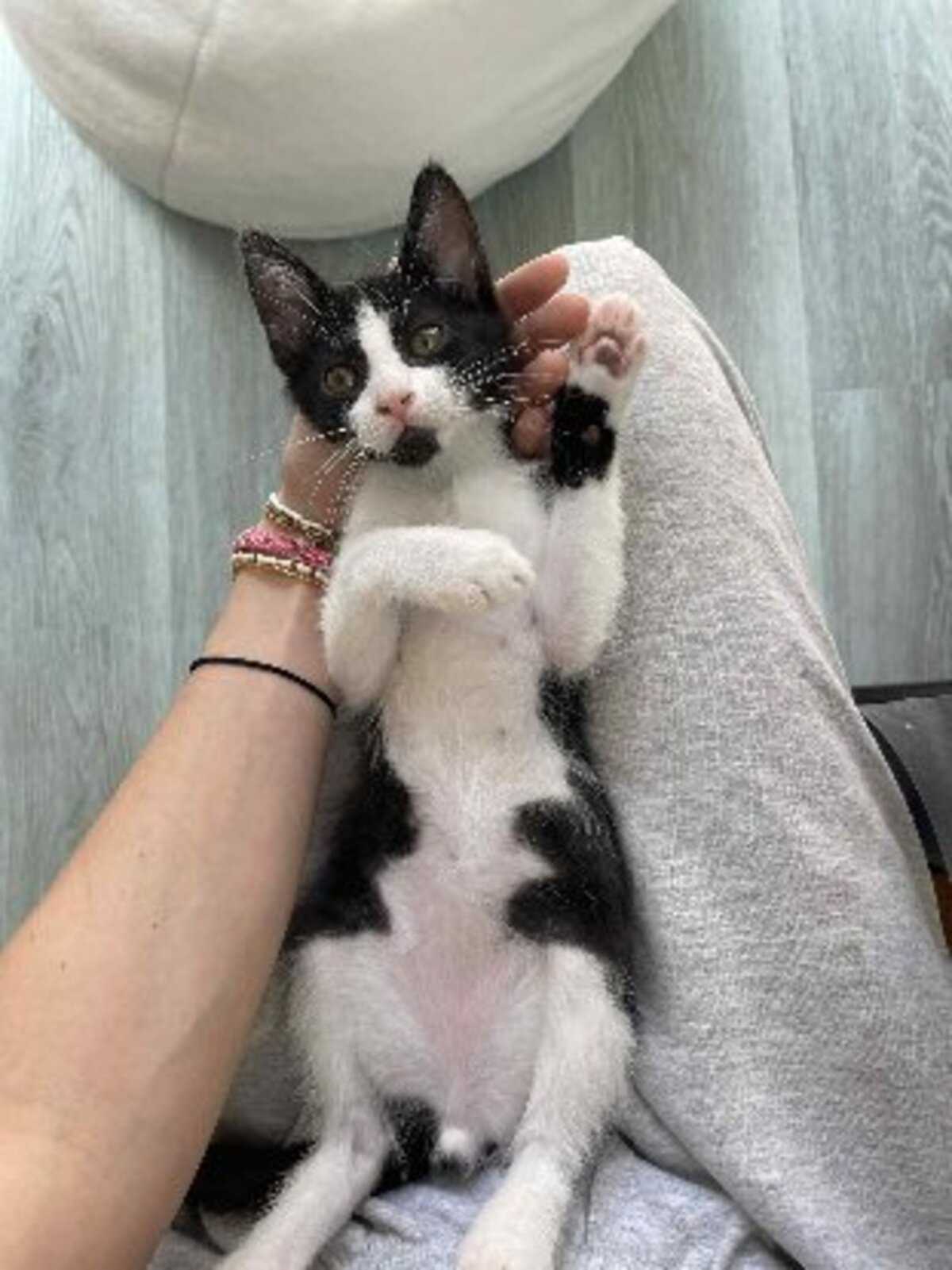 Adoption Moshi
