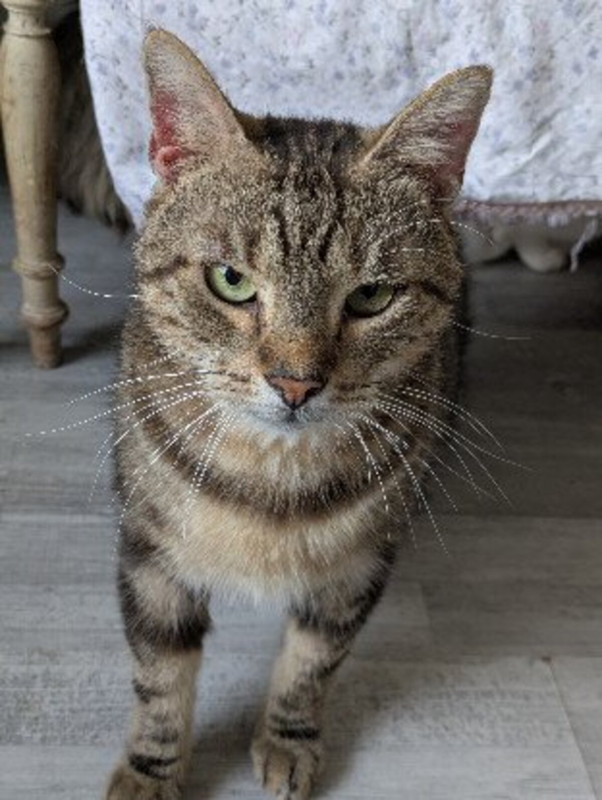 Adoption Mousse