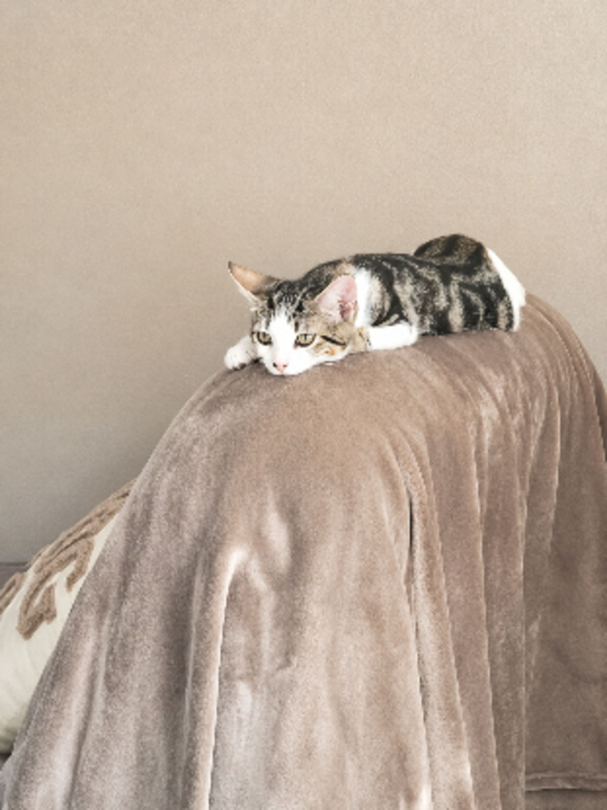 Adoption Mowgli