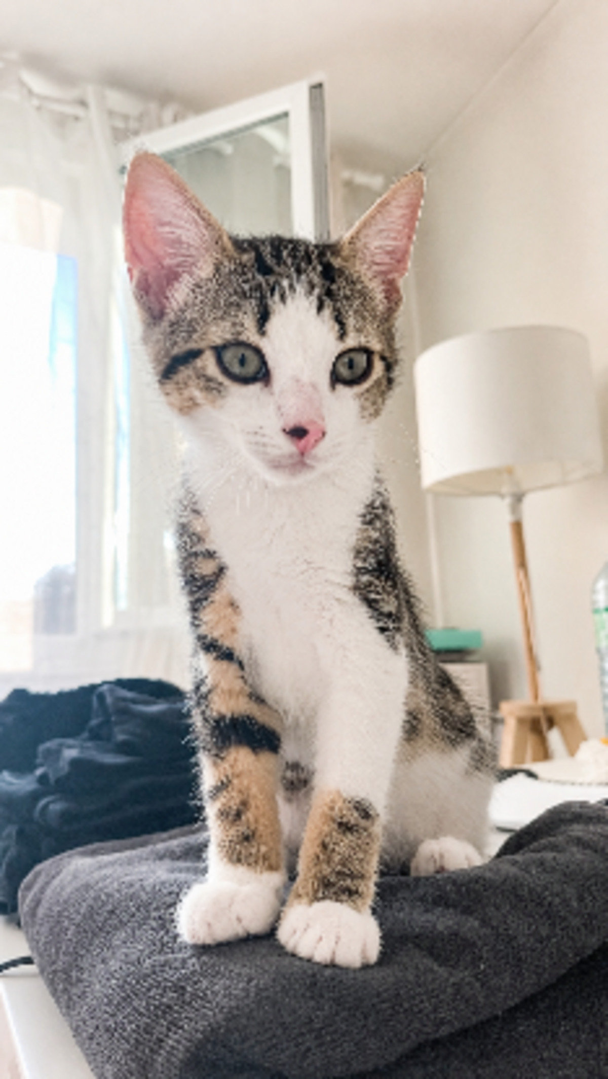 Adoption Mowgli