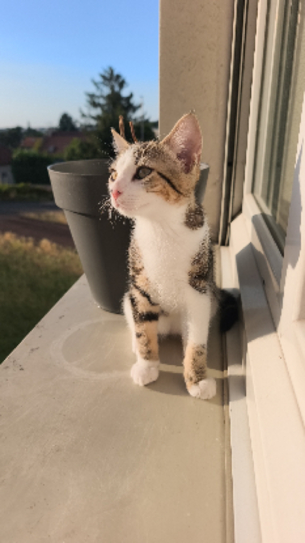 Adoption Mowgli