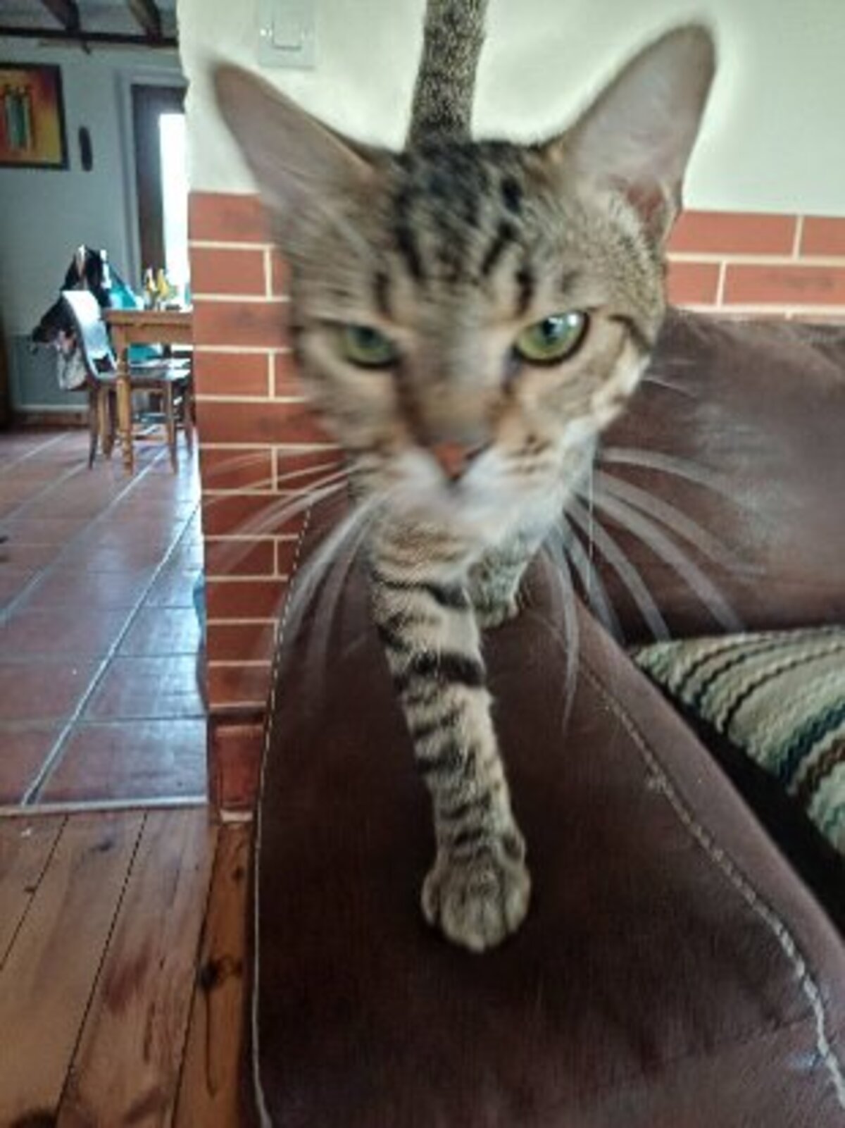 Adoption Mowgli