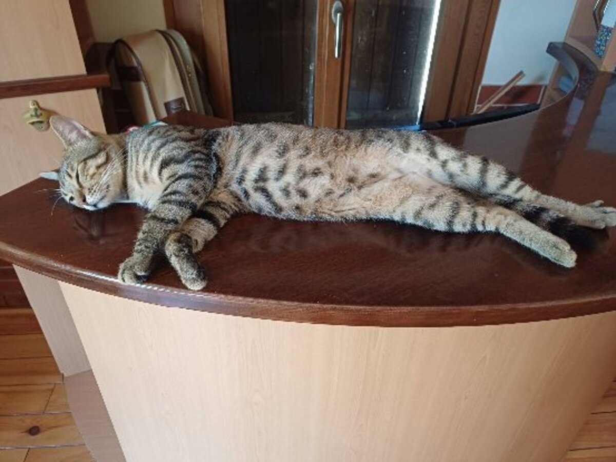 Adoption Mowgli