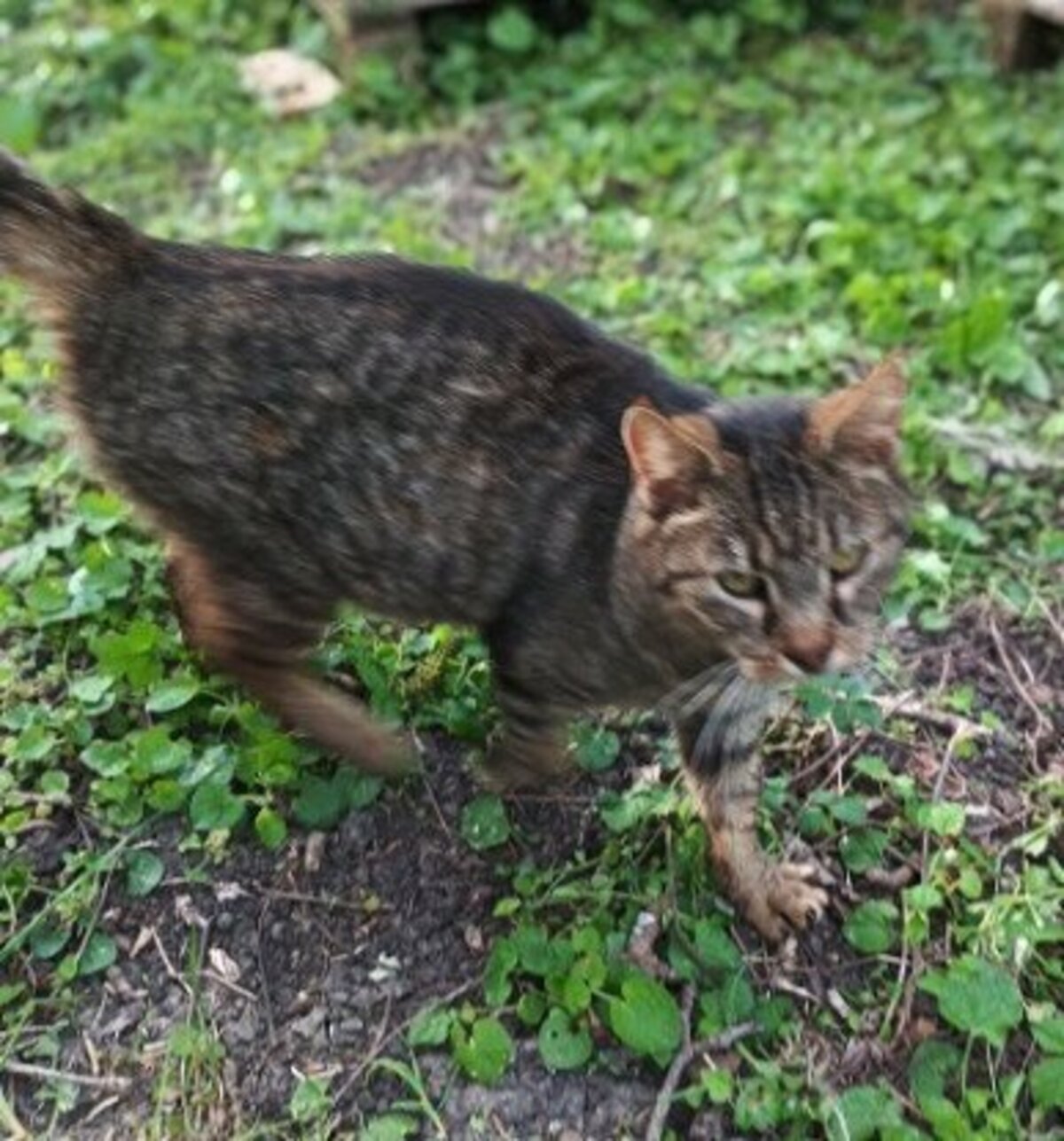 Adoption Mr patate