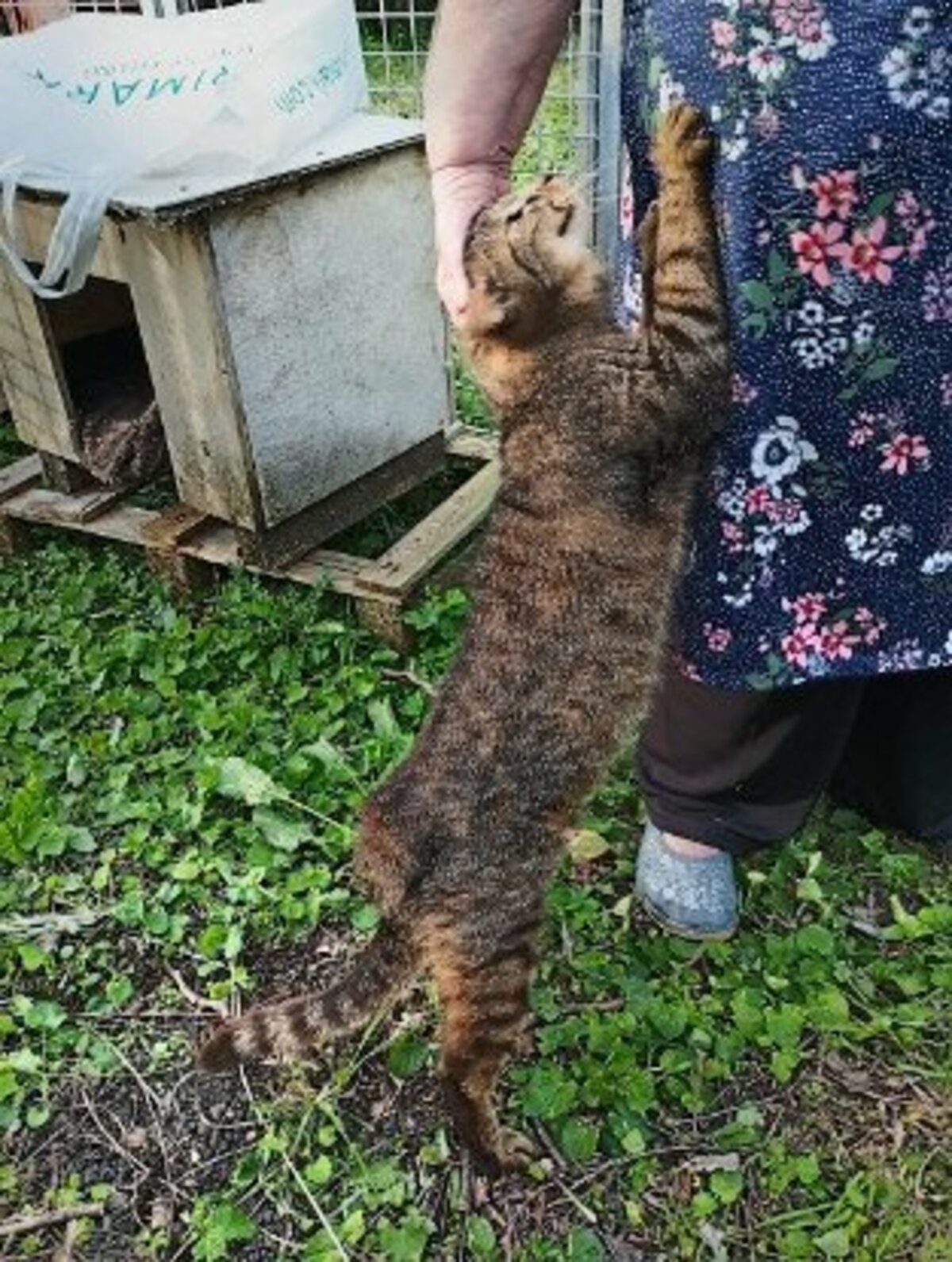 Adoption Mr patate