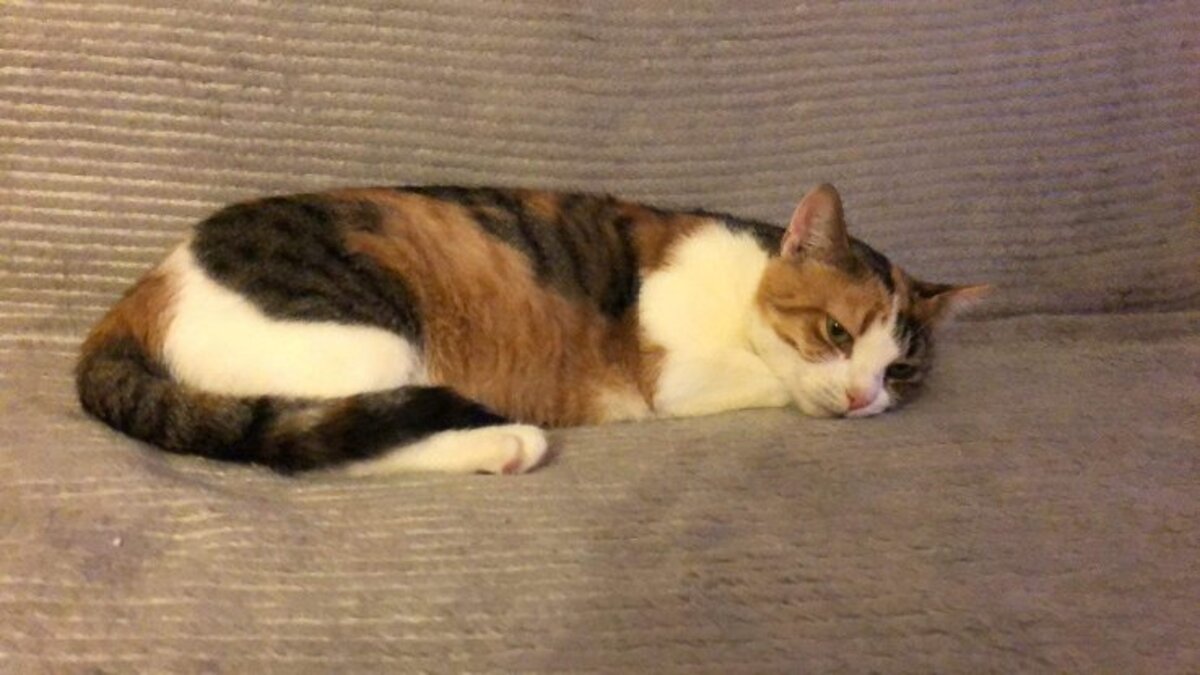 Adoption Muezza