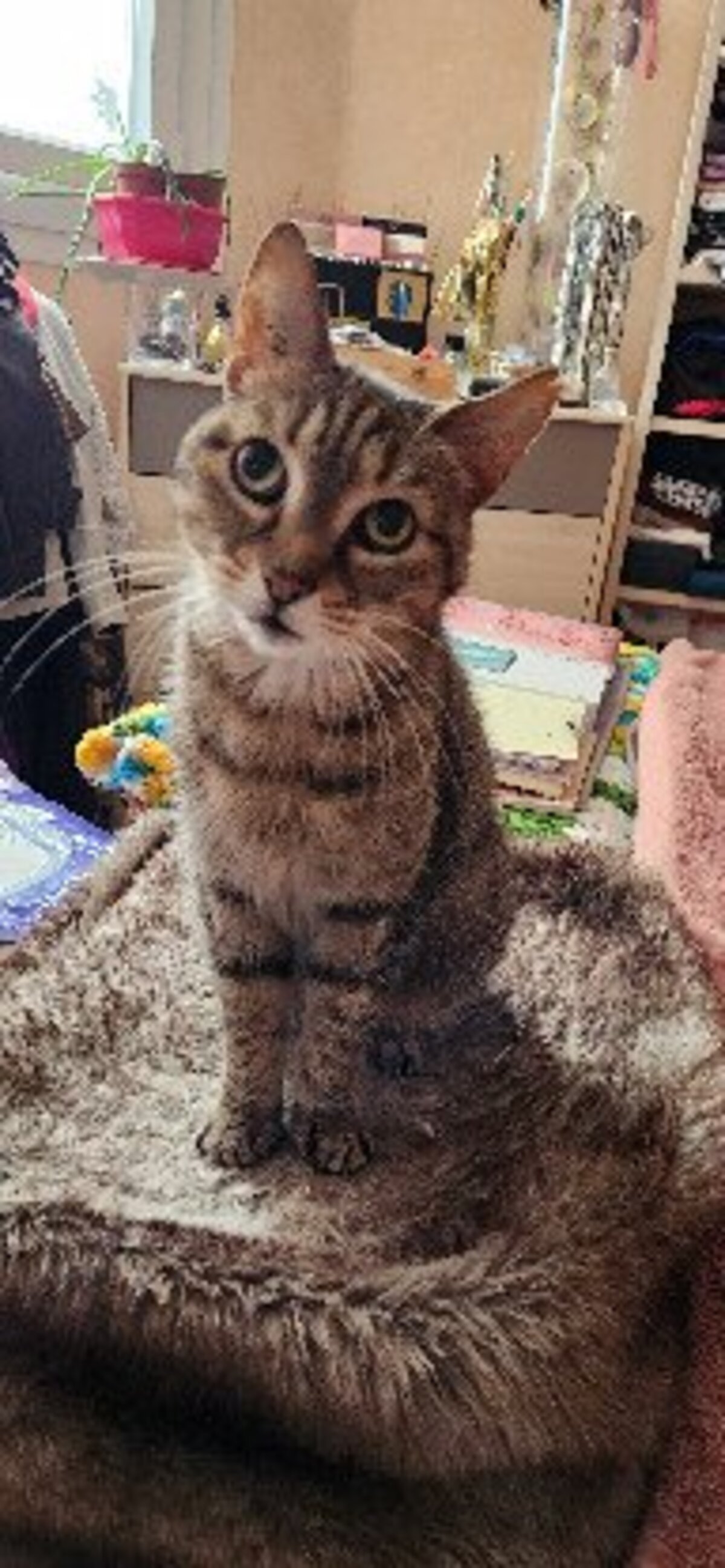 Adoption Muezza