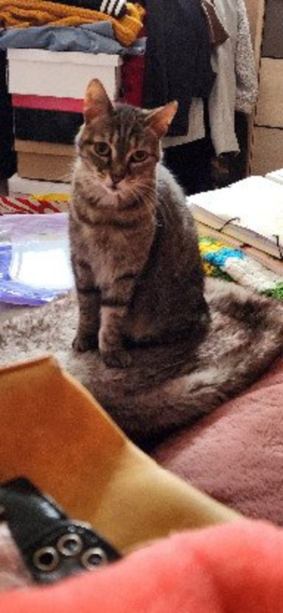 Adoption Muezza