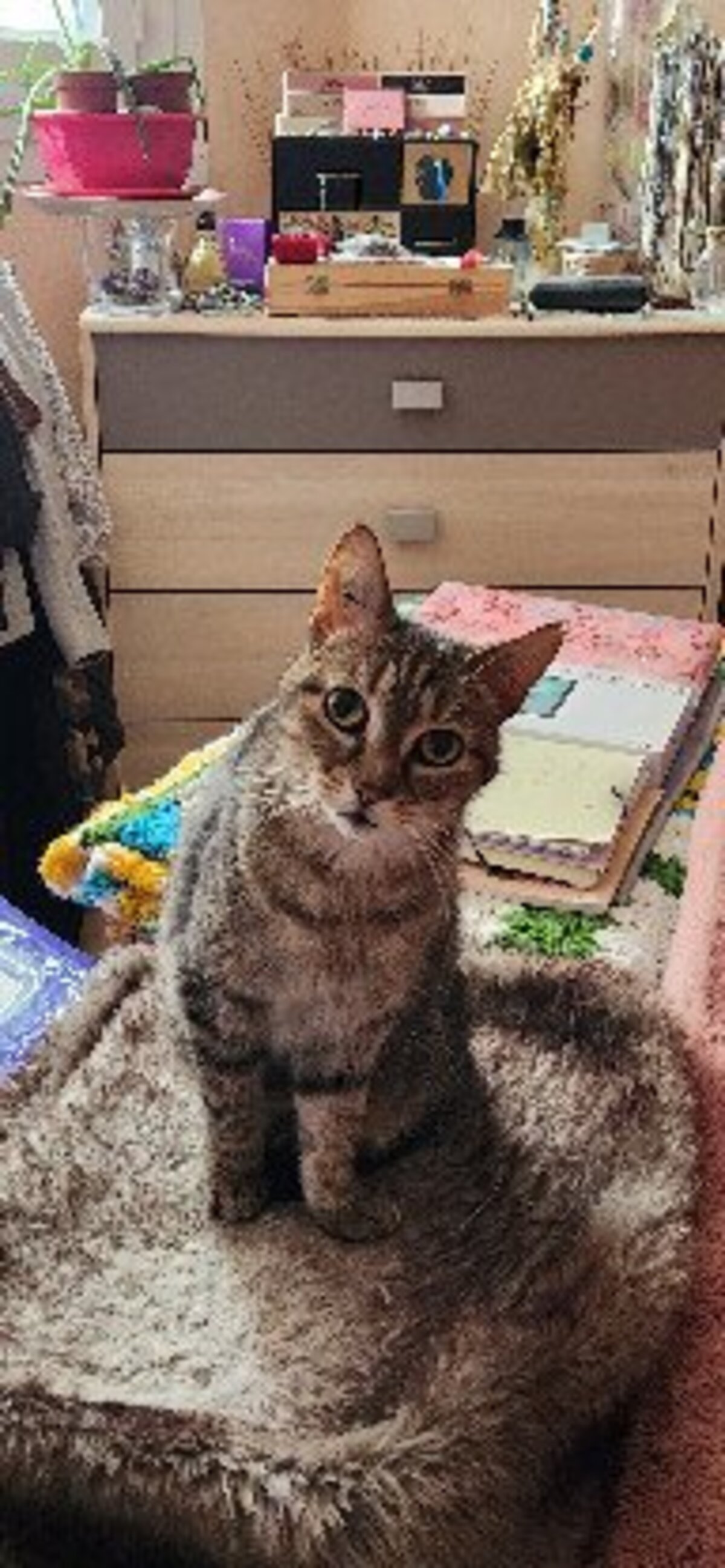 Adoption Muezza
