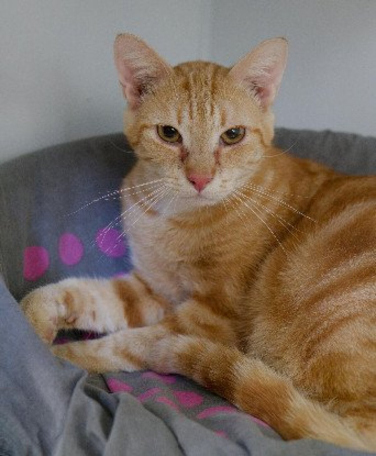 Adoption Mufassa