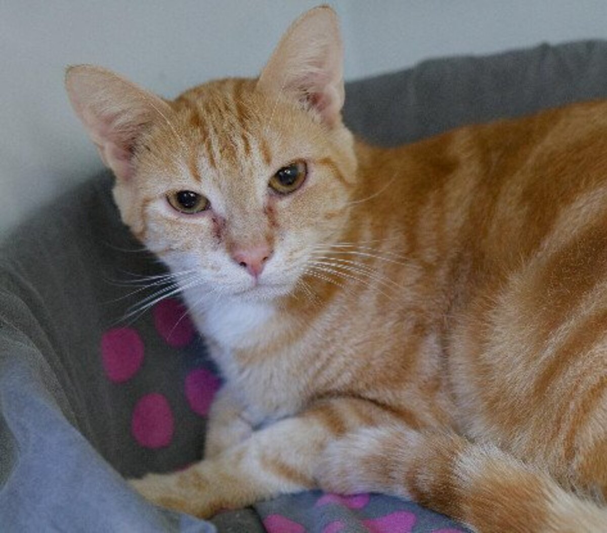 Adoption Mufassa