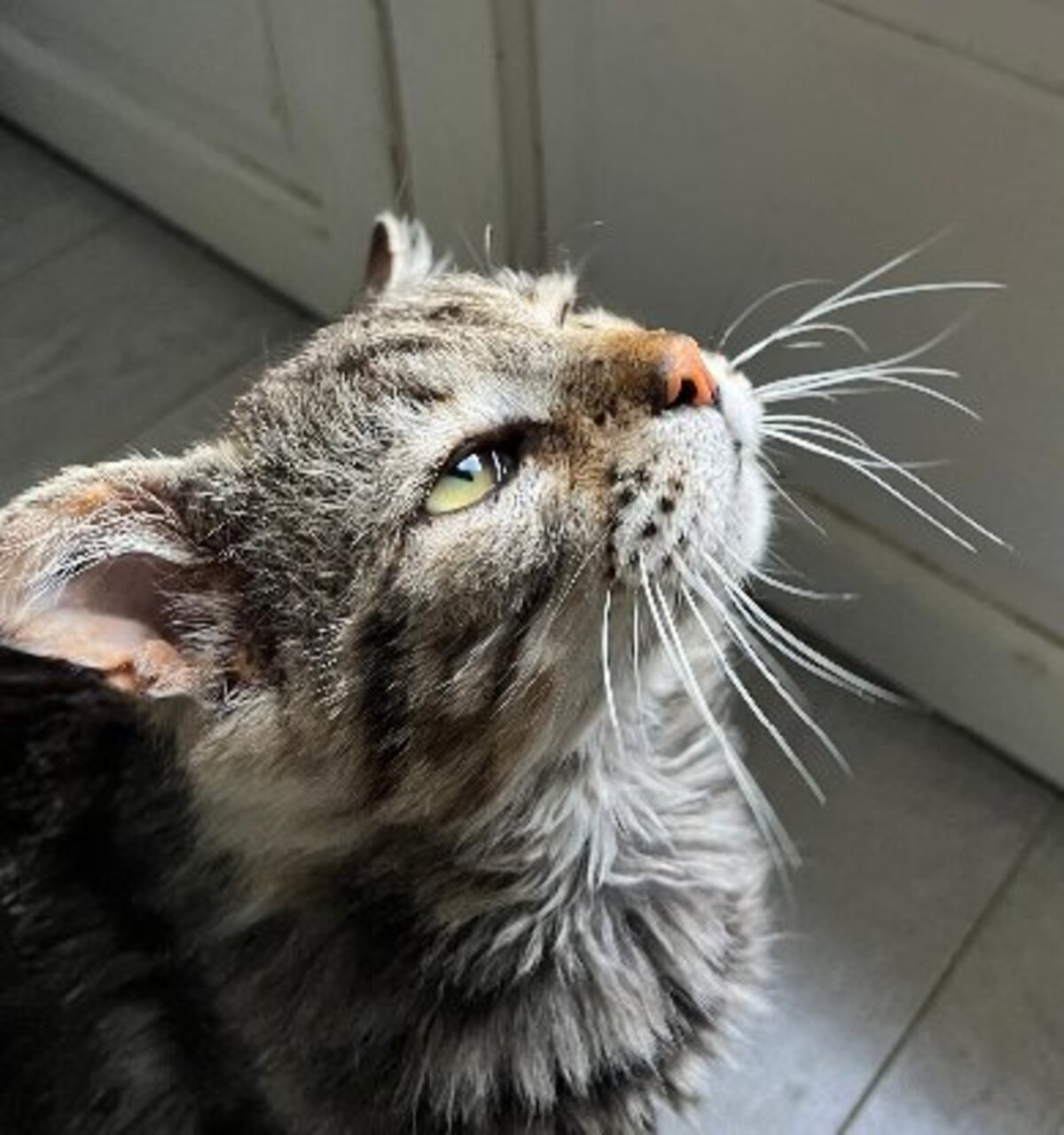 Adoption Muffin