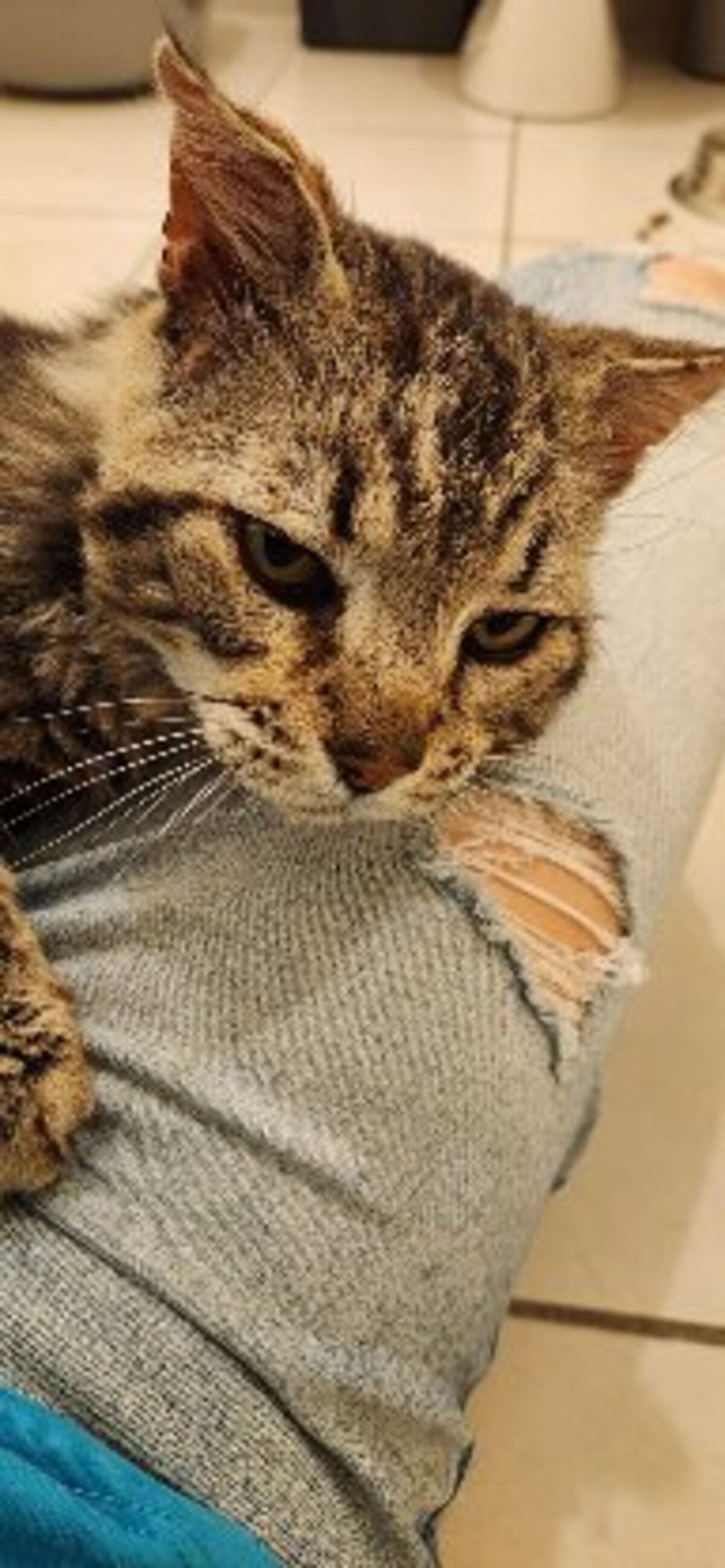Adoption Muffin