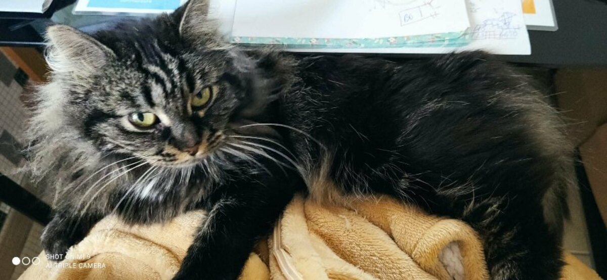Adoption Myrtille