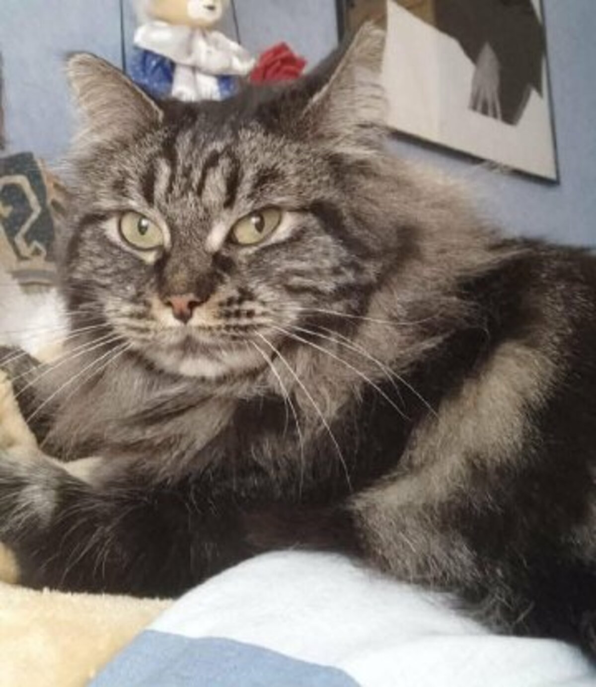 Adoption Myrtille