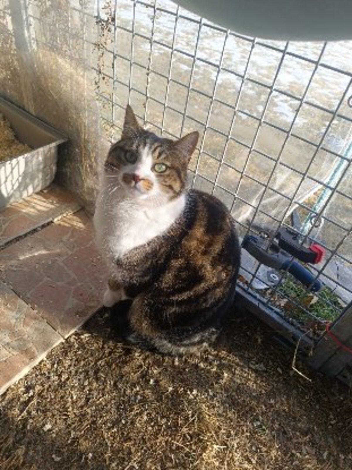 Adoption Mystere
