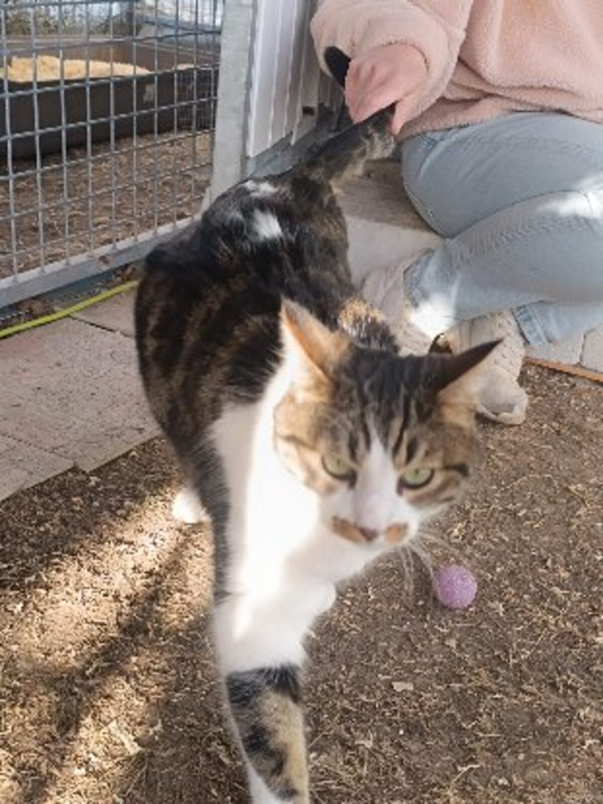 Adoption Mystere