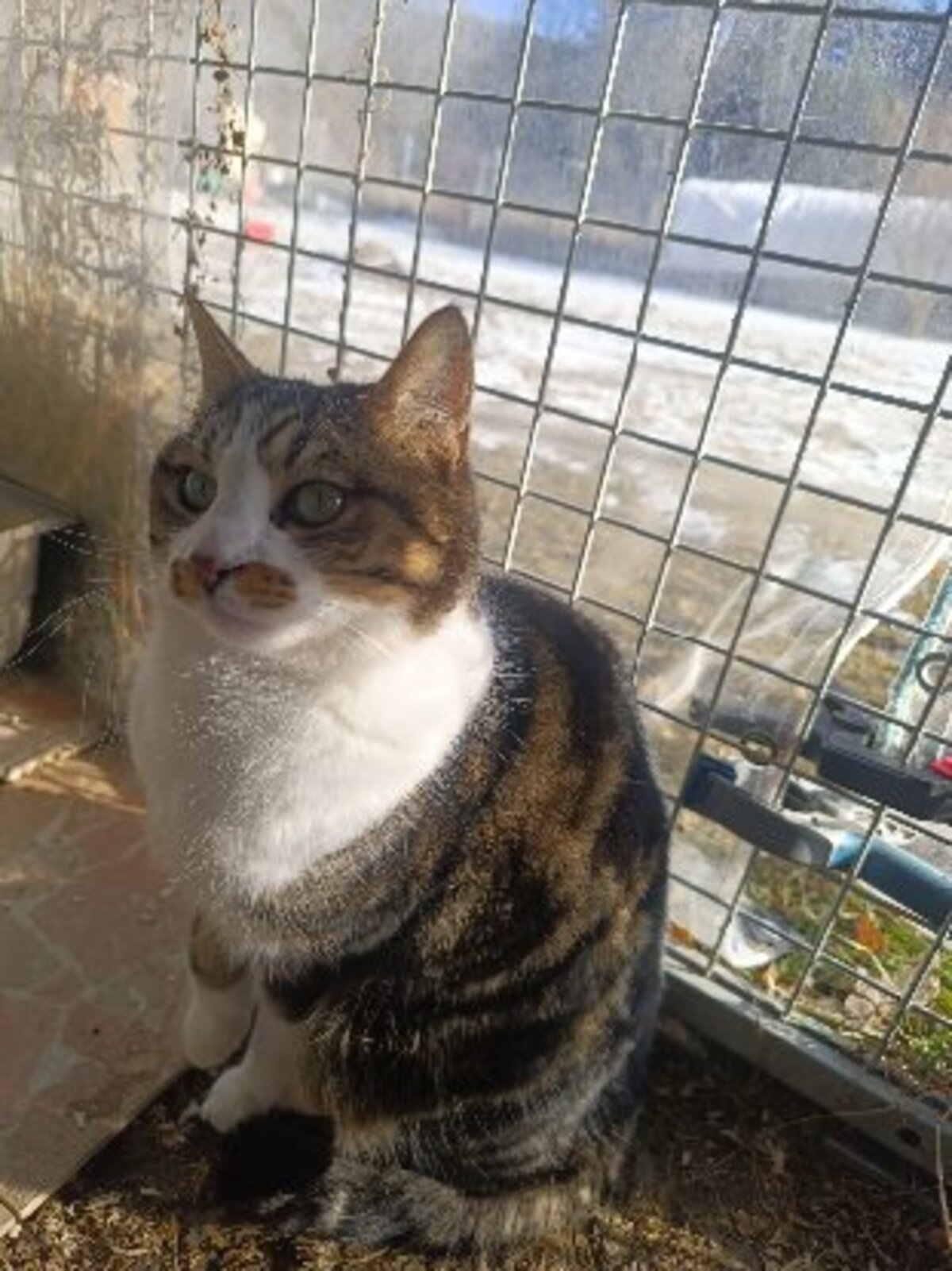 Adoption Mystere