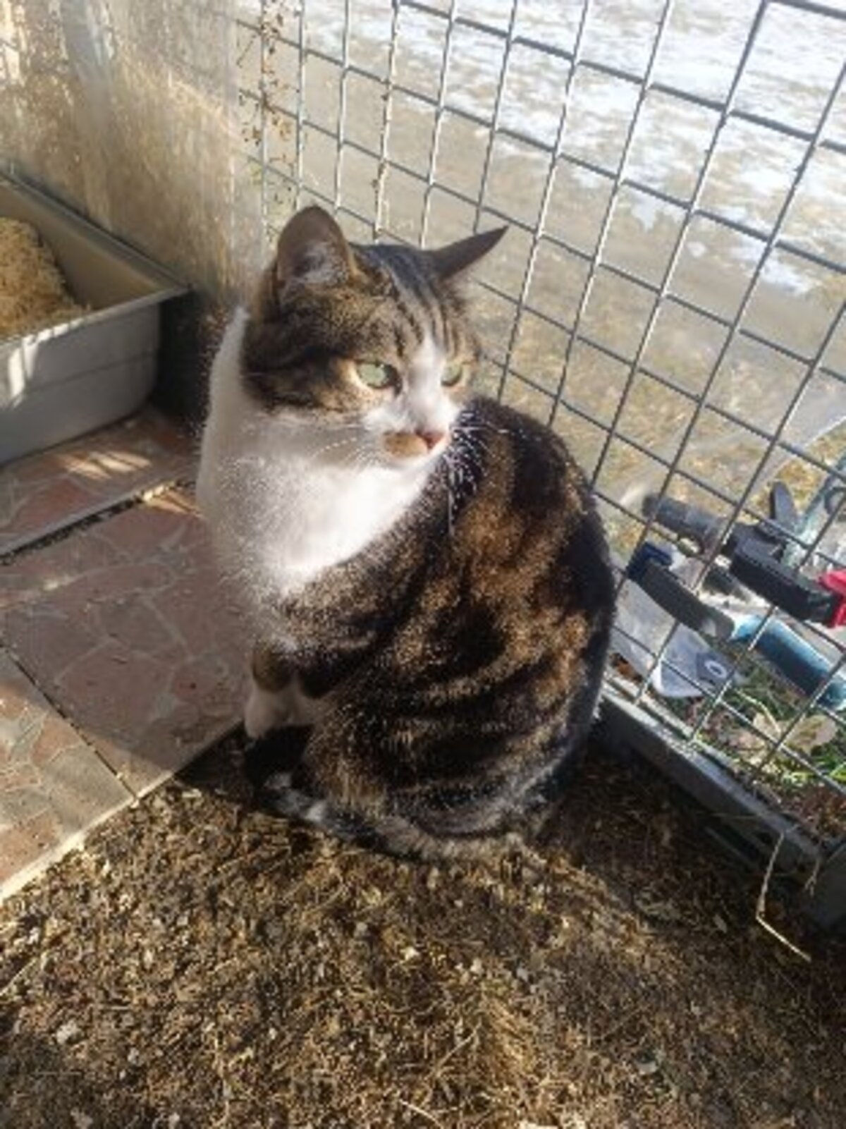 Adoption Mystere