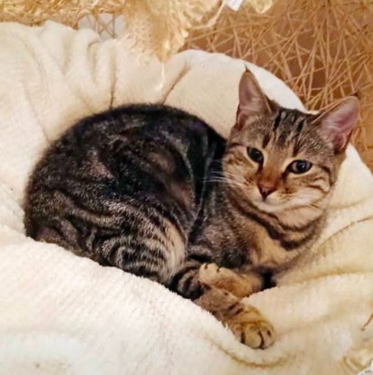 Adoption Mystic
