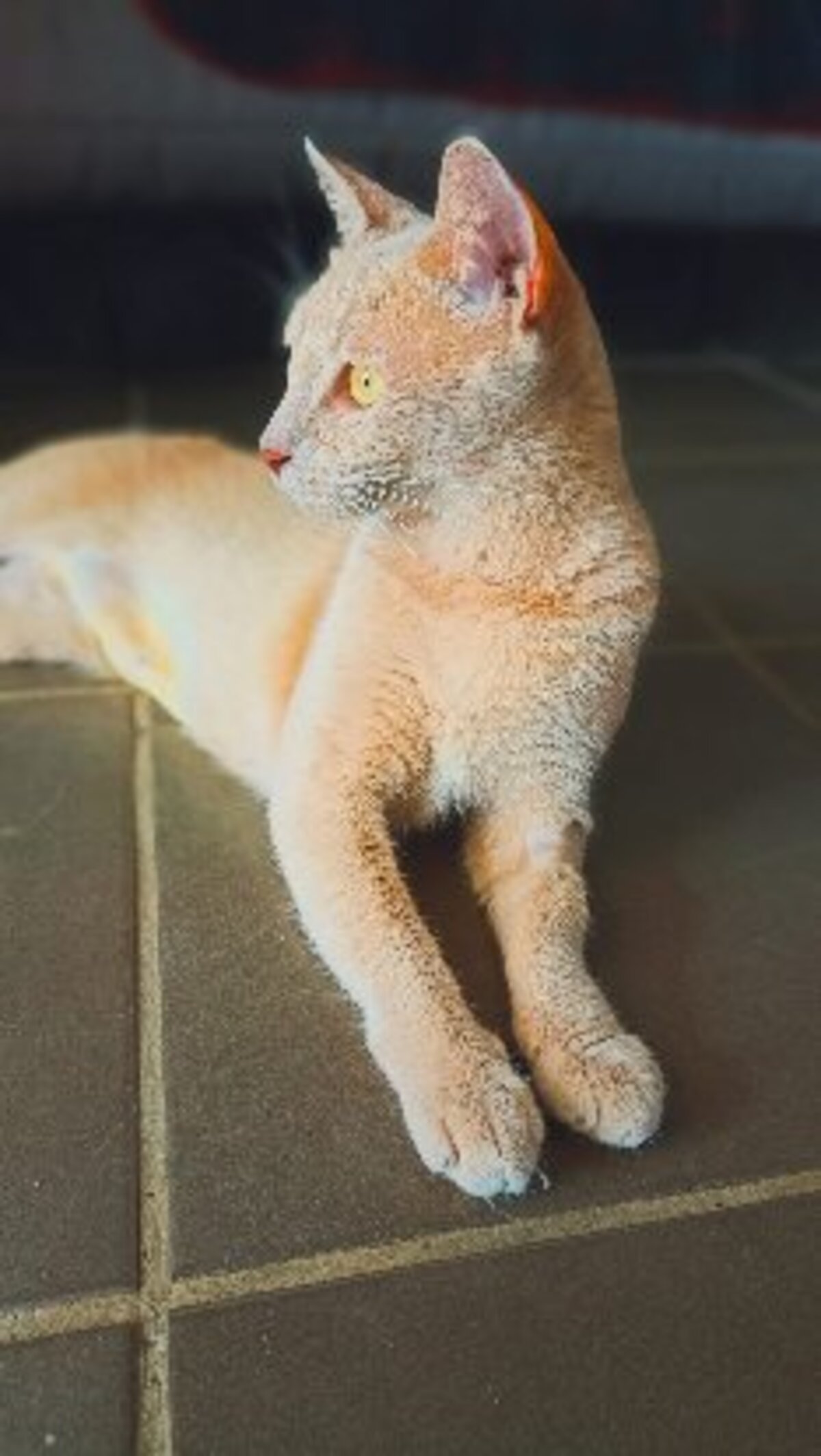 Adoption Nala