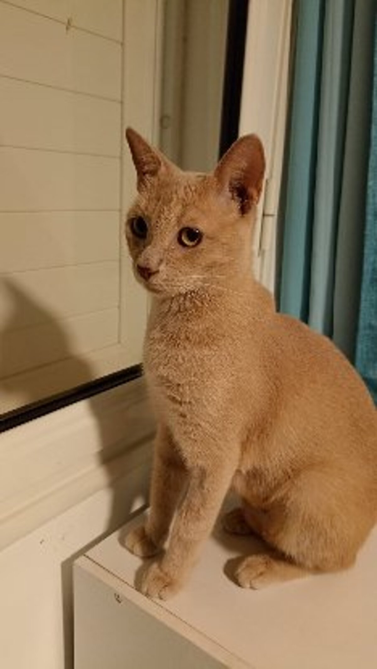 Adoption Nala