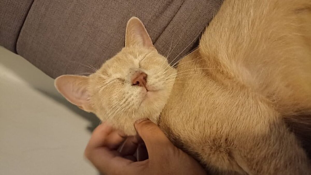 Adoption Nala