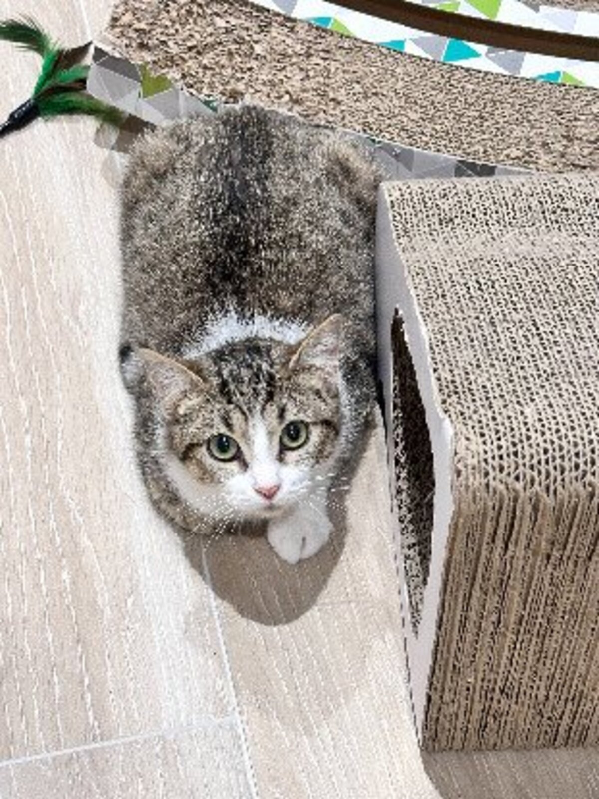 Adoption Nala