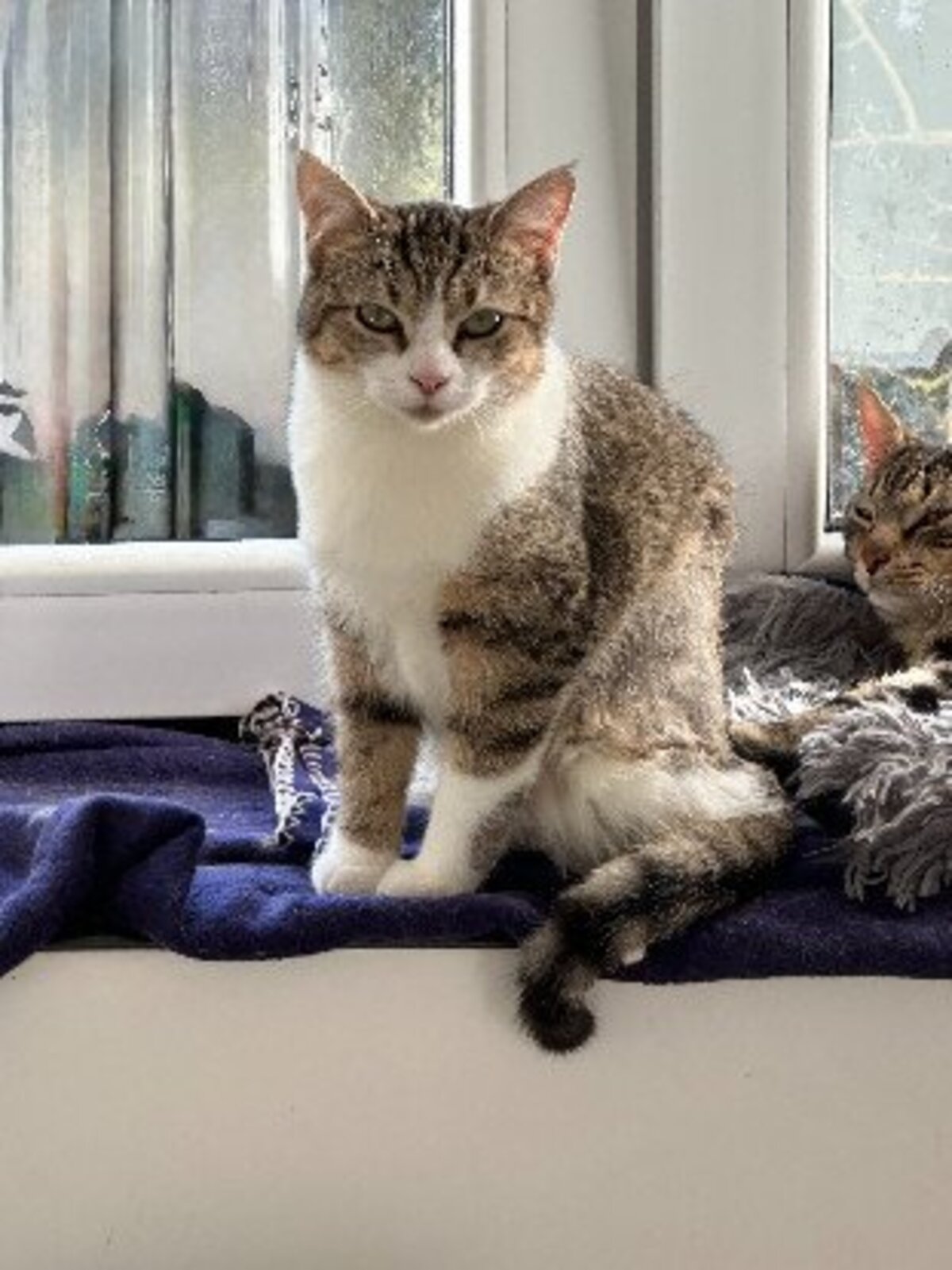 Adoption Nala