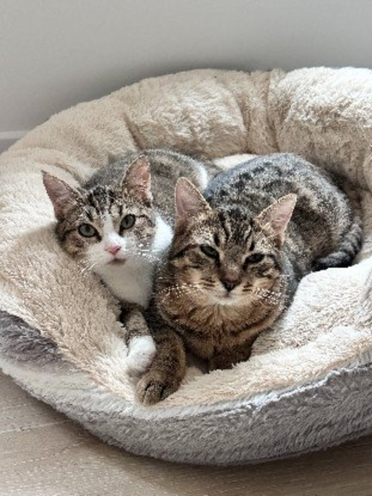 Adoption Nala