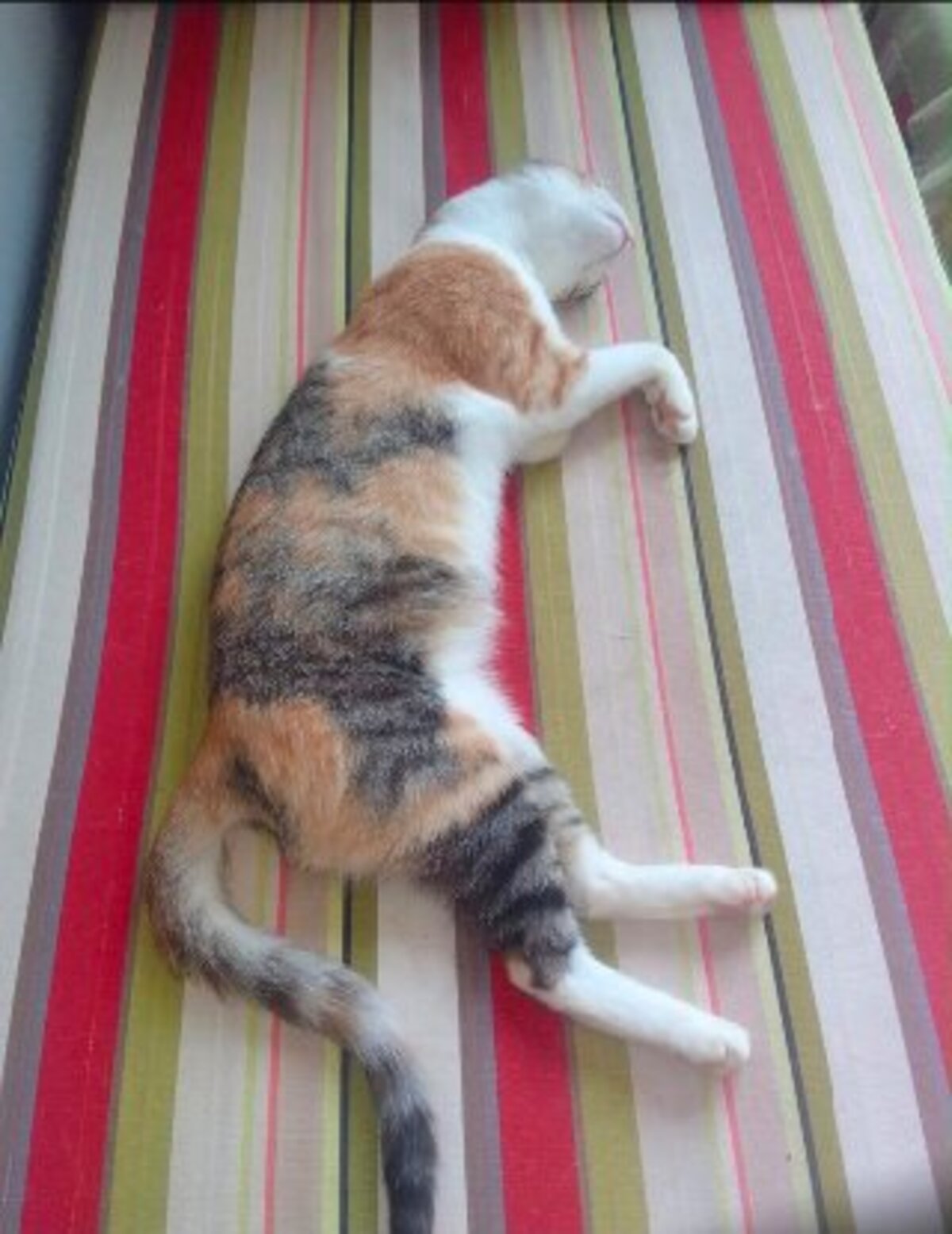 Adoption Nassima de Maroc!