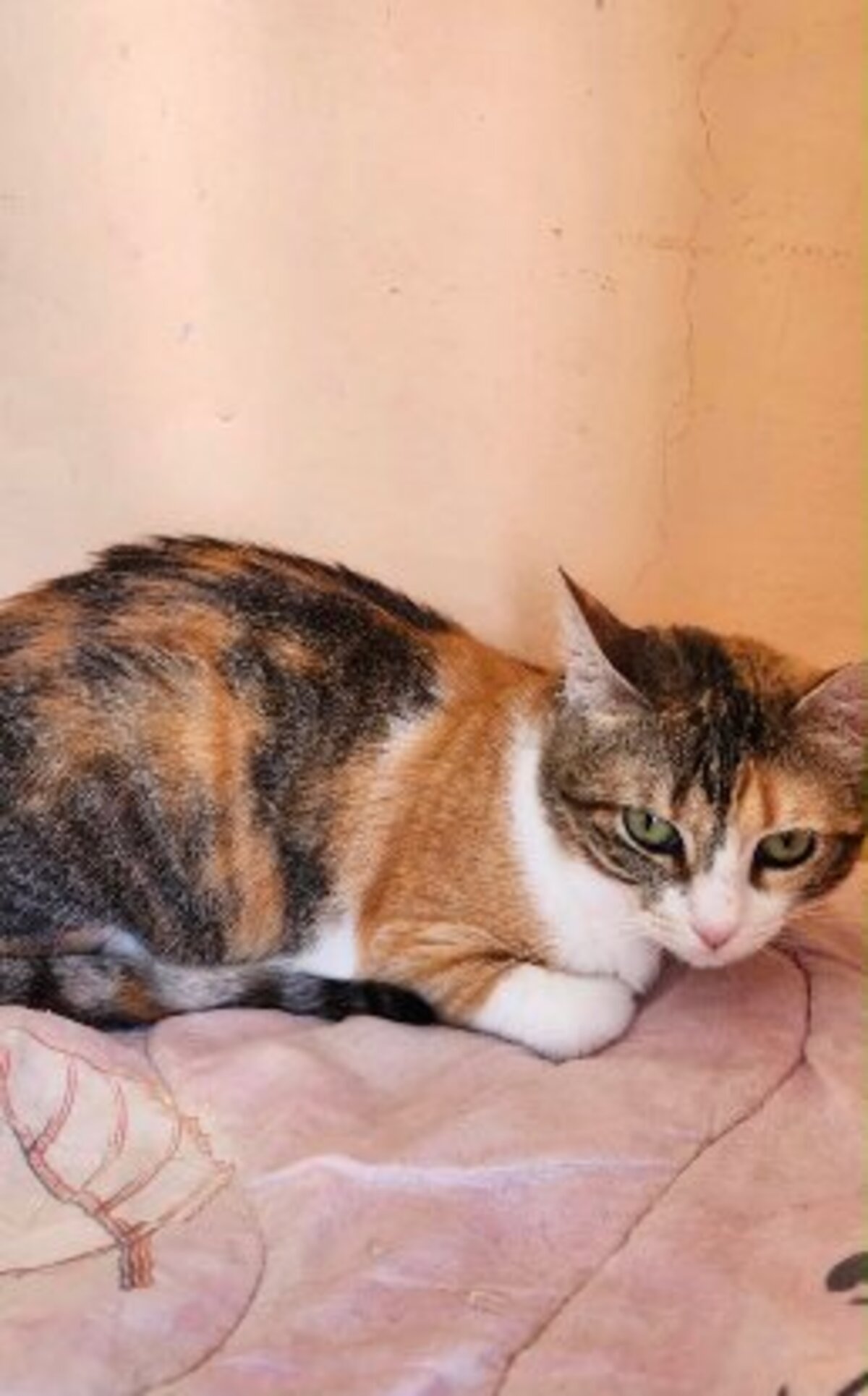 Adoption Nassima de Maroc!