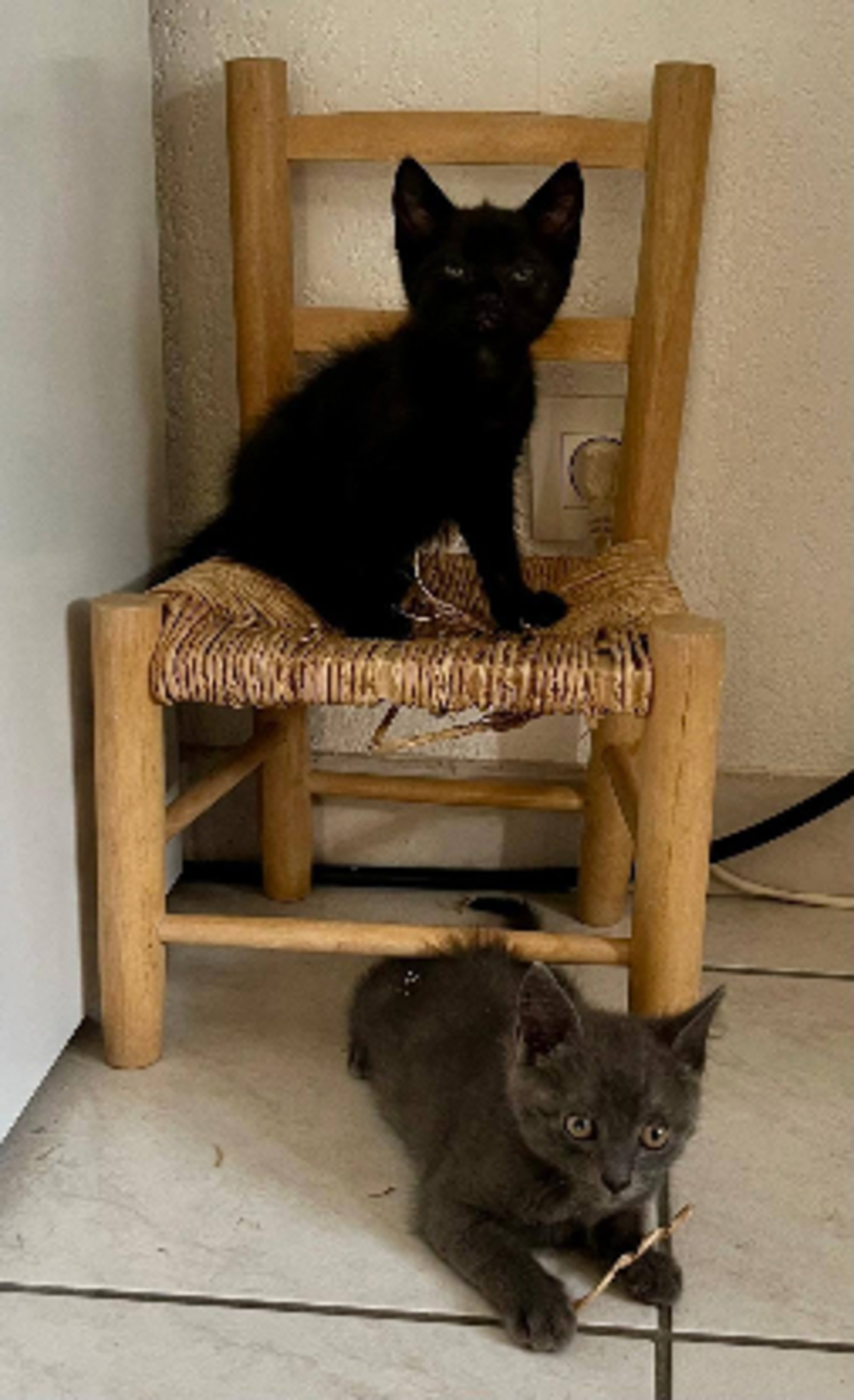 Adoption Neela