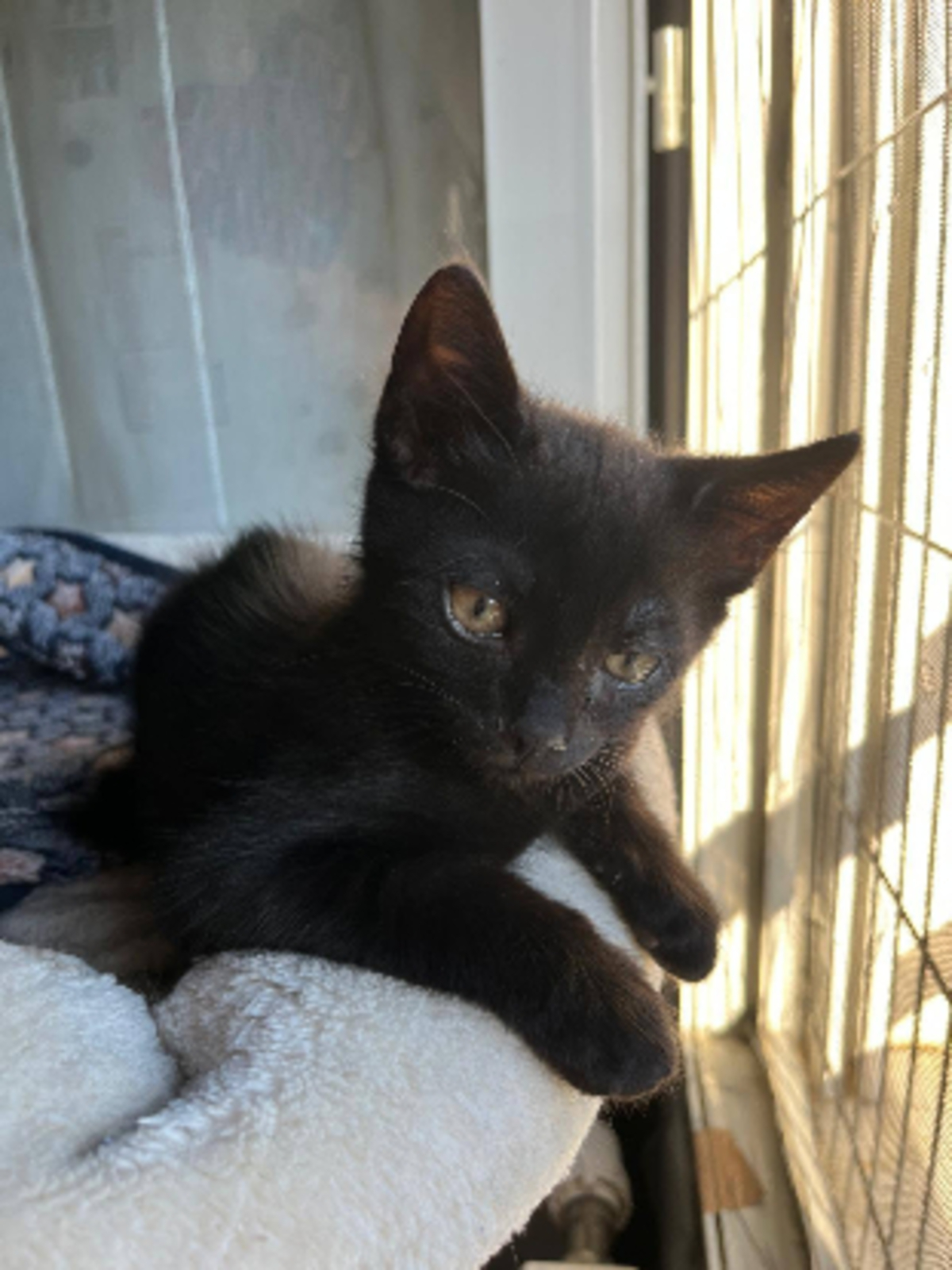 Adoption Neela