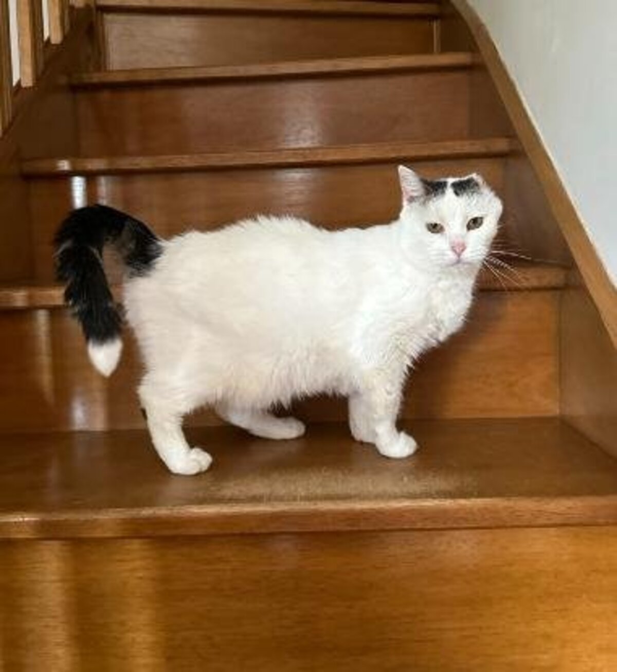 Adoption Neige