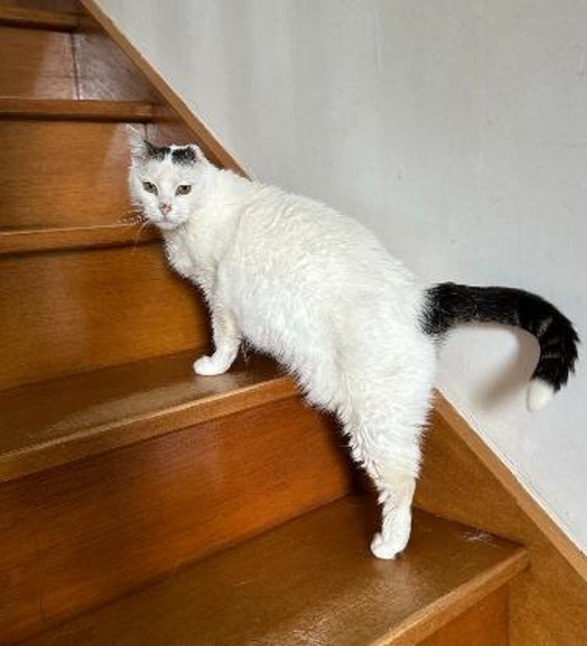 Adoption Neige