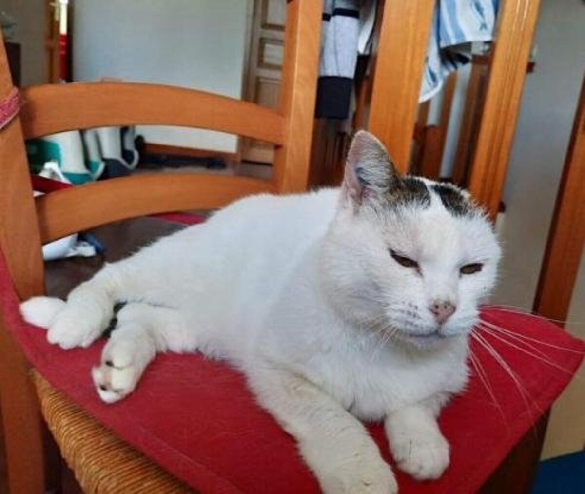Adoption Neige