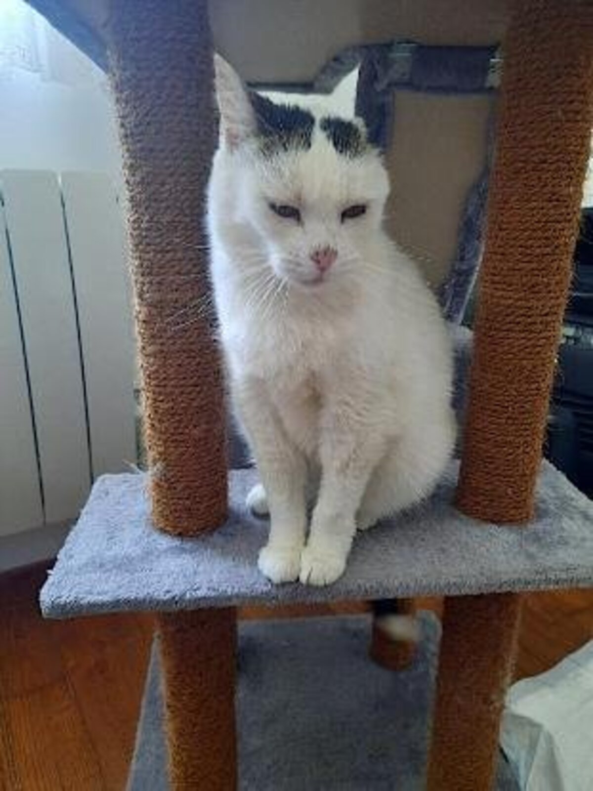 Adoption Neige