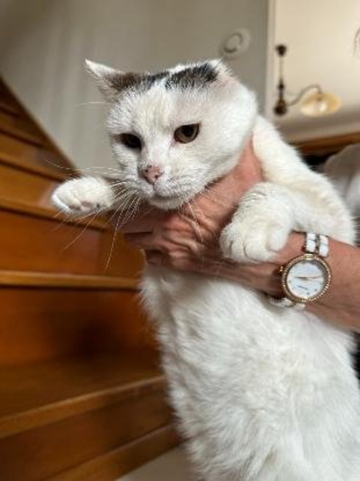 Adoption Neige